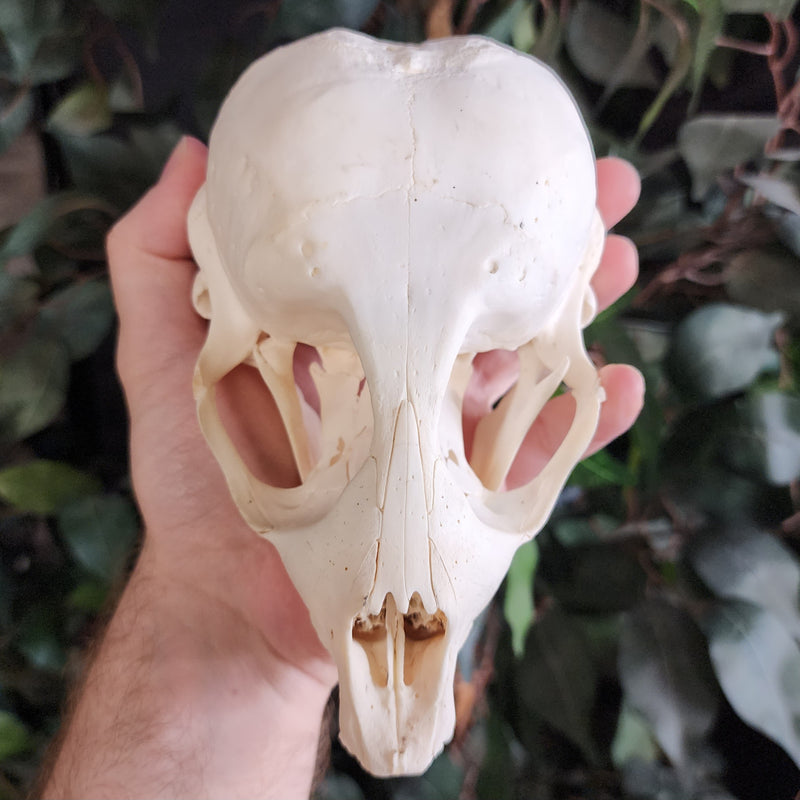 Harp Seal Skull A