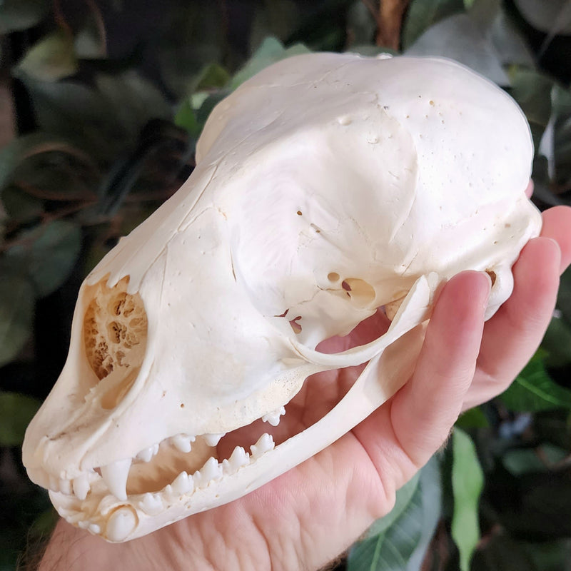 Harp Seal Skull A