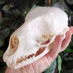 Harp Seal Skull A