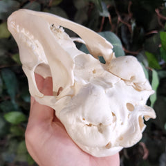 Harp Seal Skull A