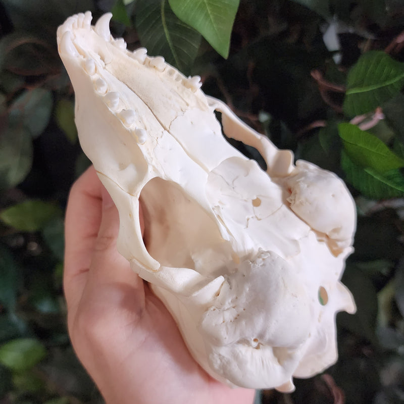 Harp Seal Skull A