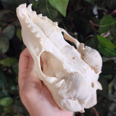 Harp Seal Skull A