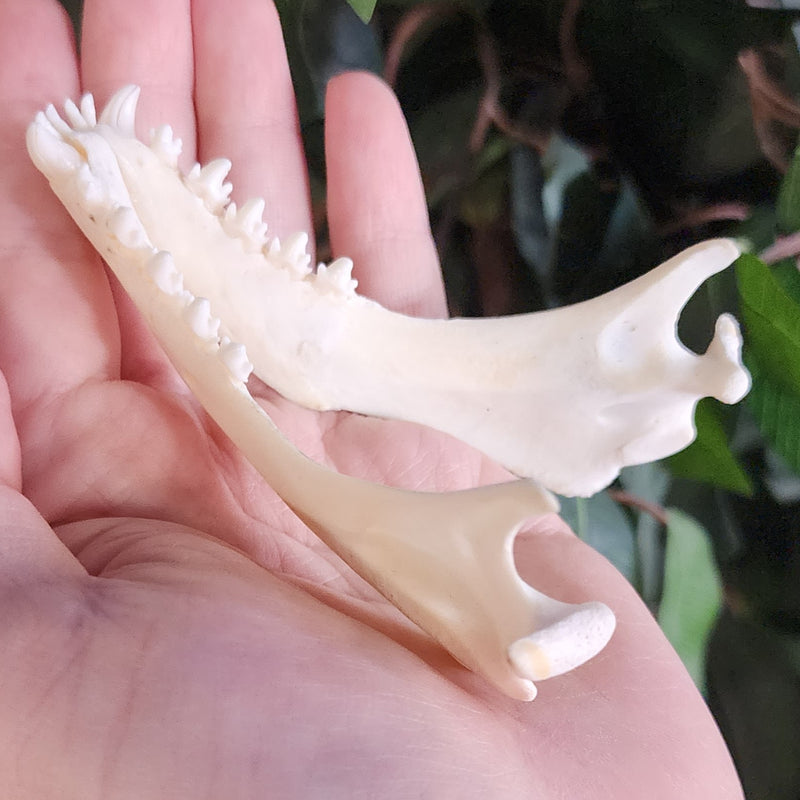 Harp Seal Skull A