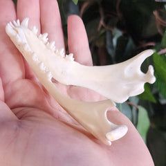Harp Seal Skull A