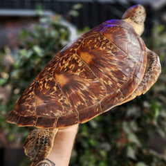 Sea Turtle Taxidermy (Vintage), 25.25