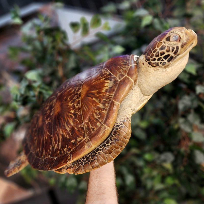 Sea Turtle Taxidermy (Vintage), 25.25"