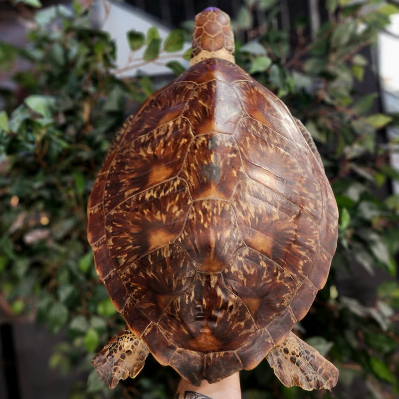Sea Turtle Taxidermy (Vintage), 25.25"