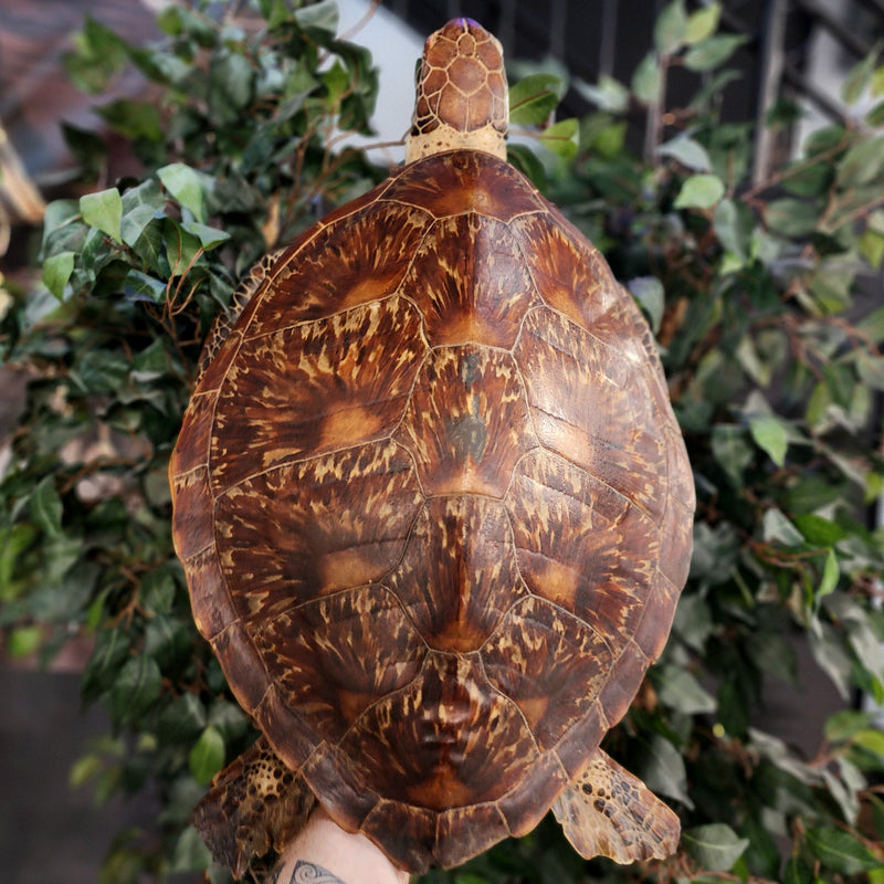 Sea Turtle Taxidermy (Vintage), 25.25"