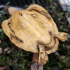 Sea Turtle Taxidermy (Vintage), 25.25