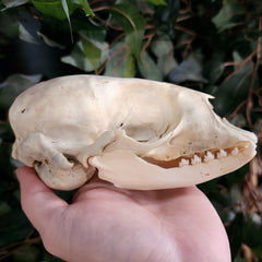 Harp Seal Skull B
