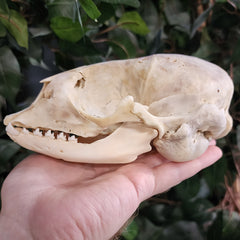 Harp Seal Skull B