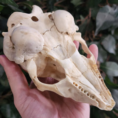 Harp Seal Skull B
