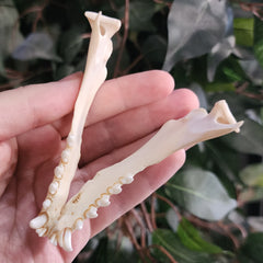 Harp Seal Skull B