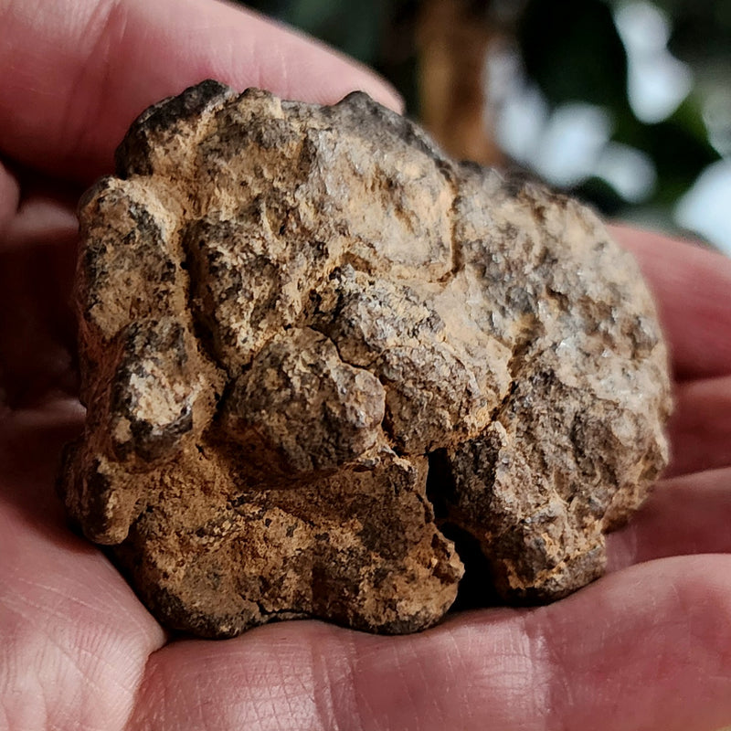 NWA Meteorite, On Stand B (93.2g)