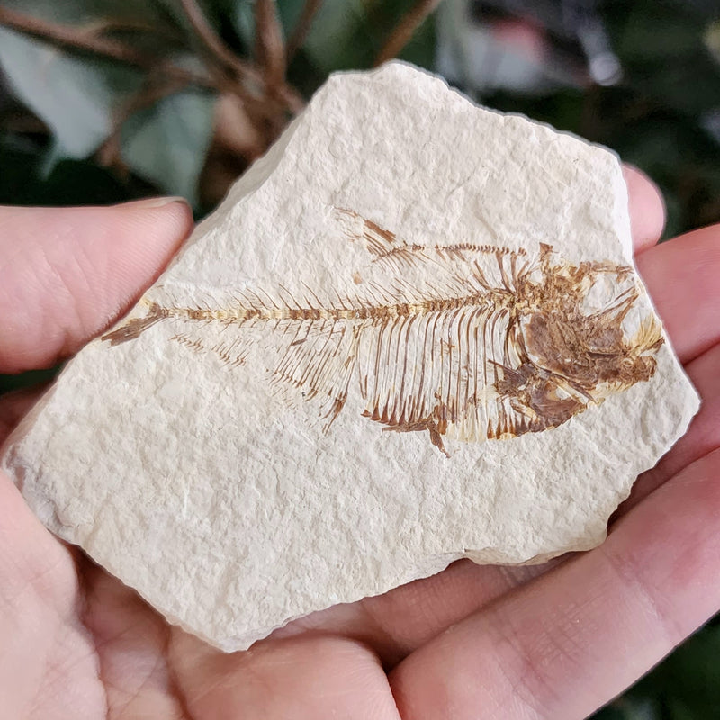 Fossil Knightia Fish, B