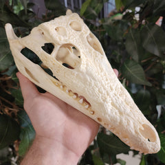 Nile Crocodile Skull (10