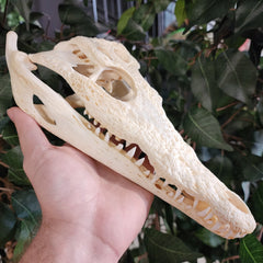 Nile Crocodile Skull (10
