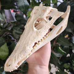 Nile Crocodile Skull (10
