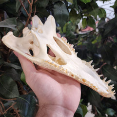 Nile Crocodile Skull (10