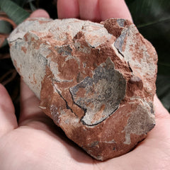 Raptor Dinosaur Egg, Hatched (Ex-Museum)