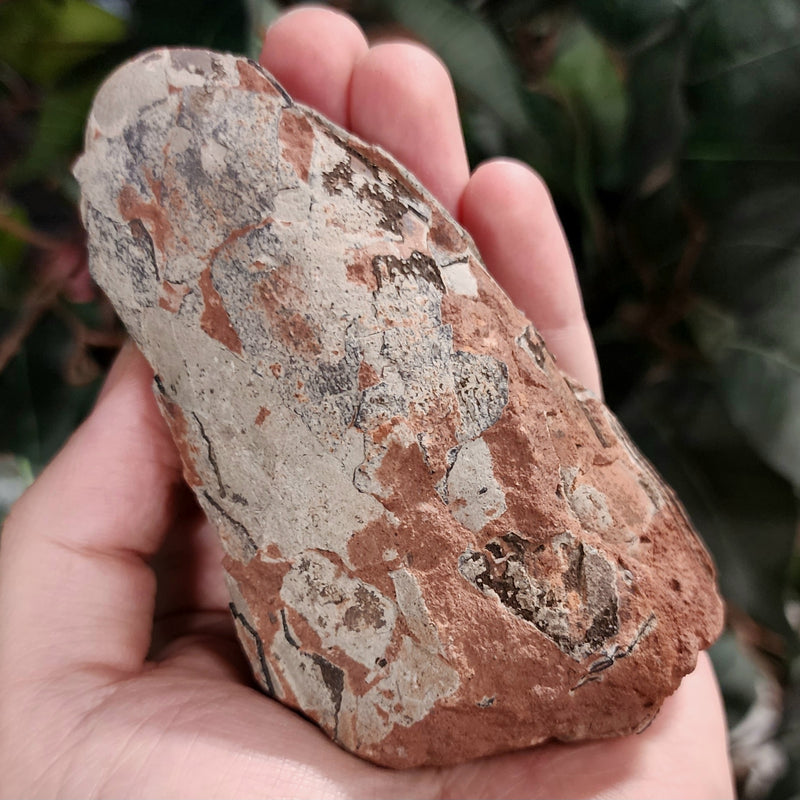 Raptor Dinosaur Egg, Hatched (Ex-Museum)