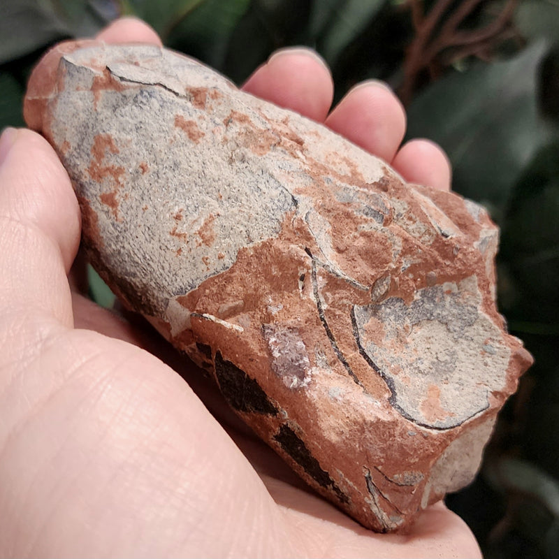 Raptor Dinosaur Egg, Hatched (Ex-Museum)
