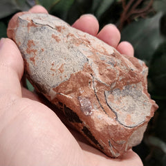 Raptor Dinosaur Egg, Hatched (Ex-Museum)
