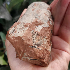 Raptor Dinosaur Egg, Hatched (Ex-Museum)