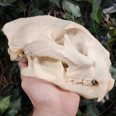 Cougar Skull, XXL (Ex-Museum)