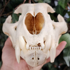 Cougar Skull, XXL (Ex-Museum)