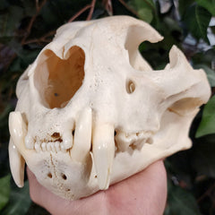 Cougar Skull, XXL (Ex-Museum)