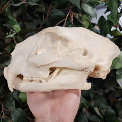 Cougar Skull, XXL (Ex-Museum)