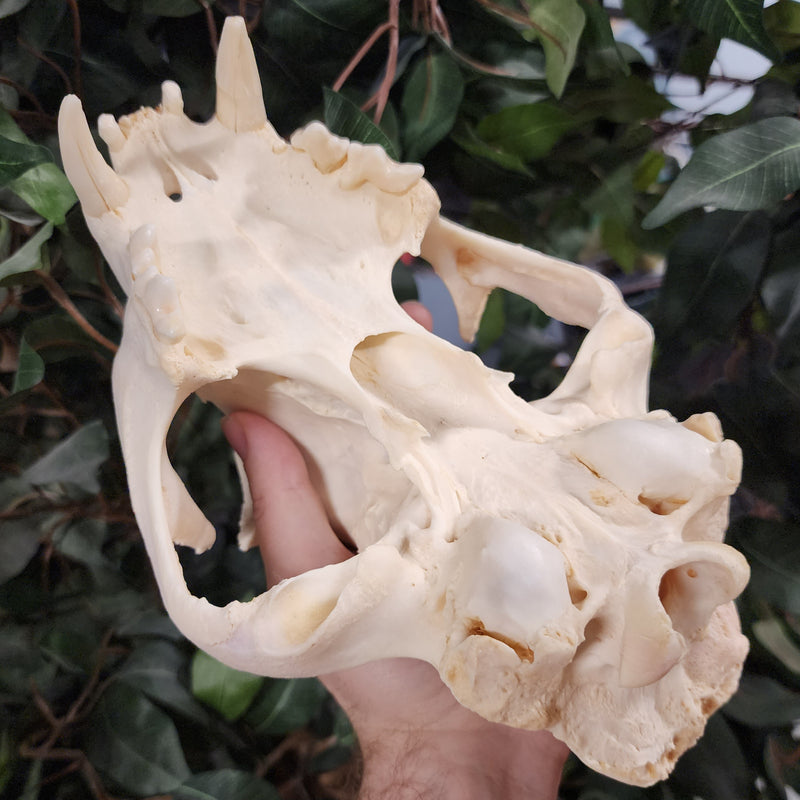 Cougar Skull, XXL (Ex-Museum)
