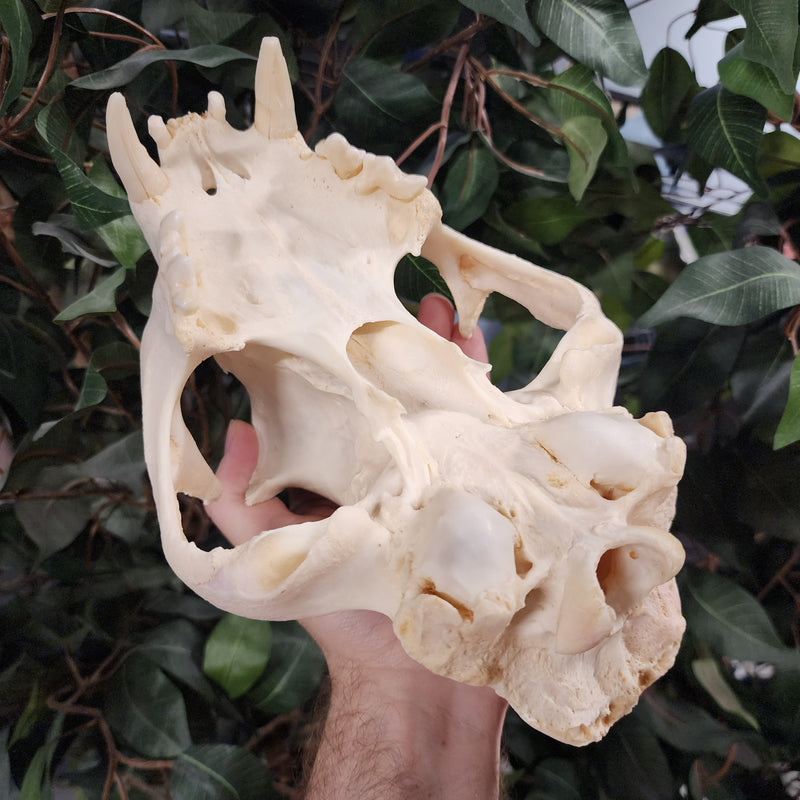 Cougar Skull, XXL (Ex-Museum)
