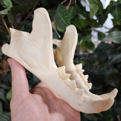 Cougar Skull, XXL (Ex-Museum)