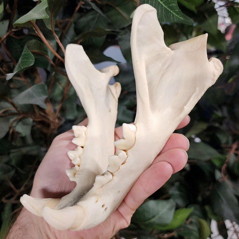 Cougar Skull, XXL (Ex-Museum)