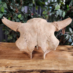 Bison Fossil Skull (Ex-Museum)