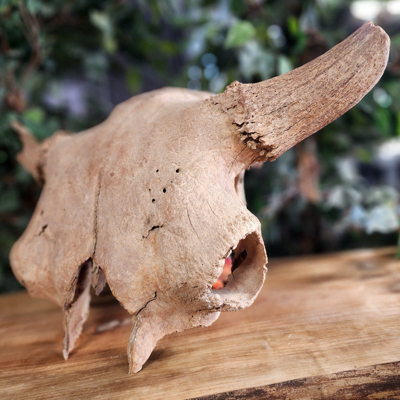 Bison Fossil Skull (Ex-Museum)