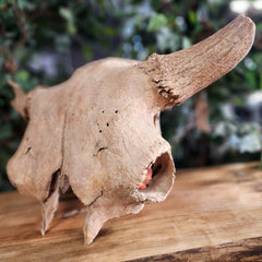 Bison Fossil Skull (Ex-Museum)