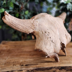 Bison Fossil Skull (Ex-Museum)