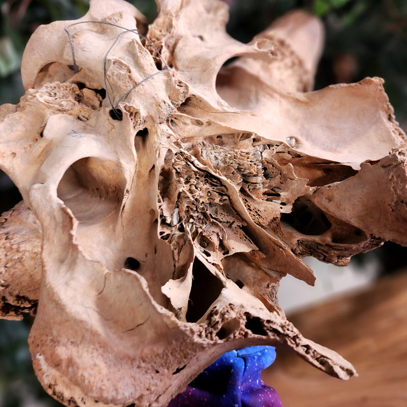 Bison Fossil Skull (Ex-Museum)