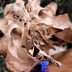 Bison Fossil Skull (Ex-Museum)