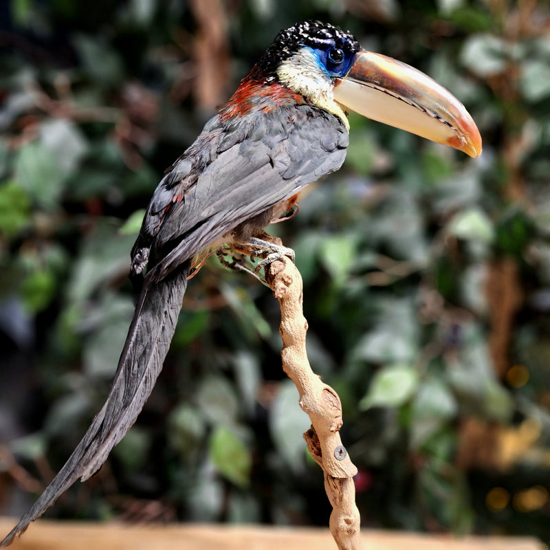 Curl-Crested Aracari Taxidermy (Ex-Museum)