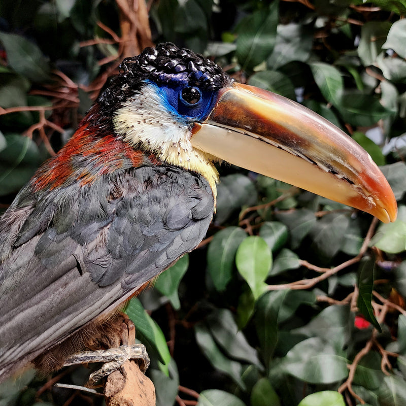 Curl-Crested Aracari Taxidermy (Ex-Museum)