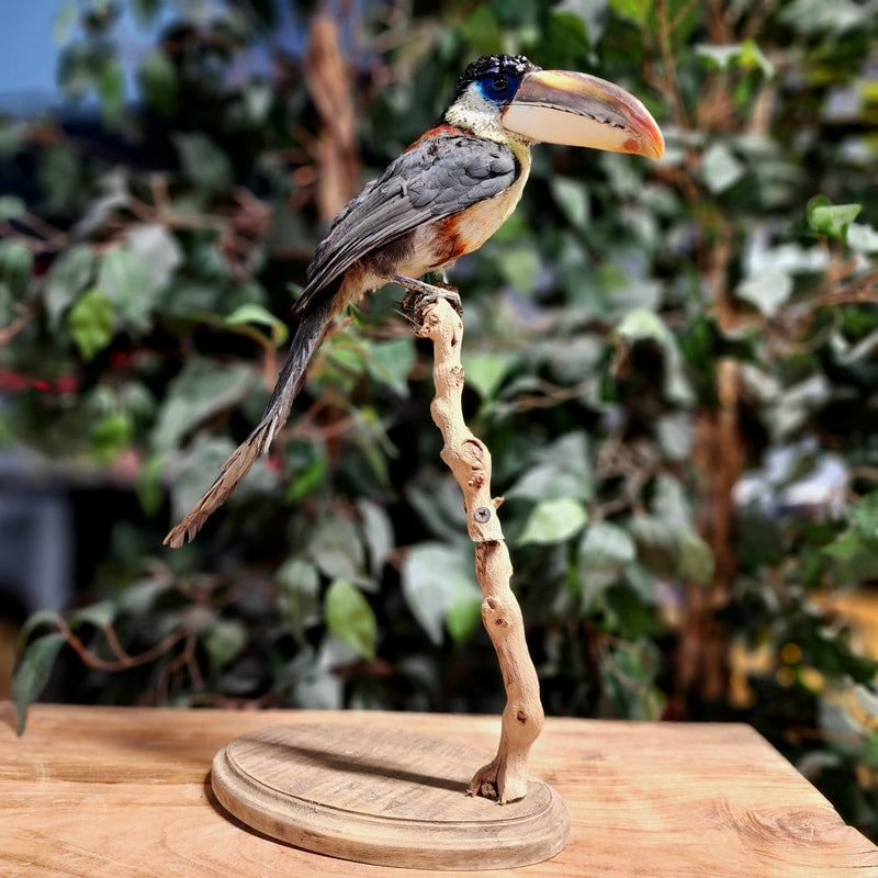 Curl-Crested Aracari Taxidermy (Ex-Museum)