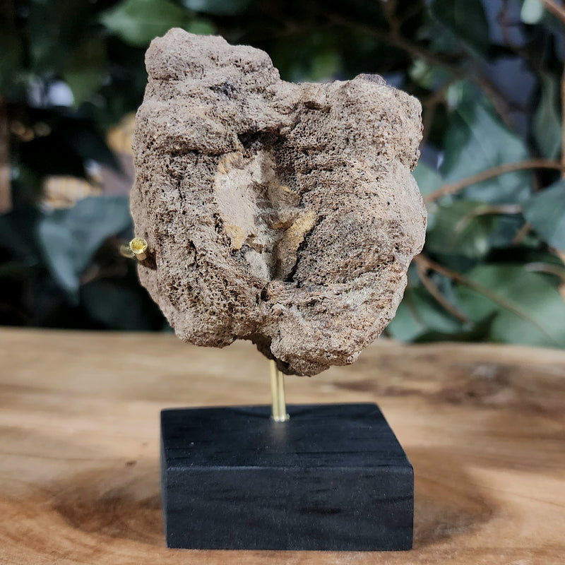 Dinosaur Tail Vertebrae A