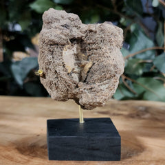 Dinosaur Tail Vertebrae A