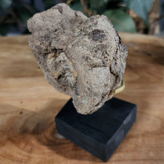 Dinosaur Tail Vertebrae A