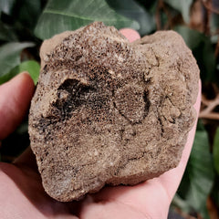 Dinosaur Tail Vertebrae A