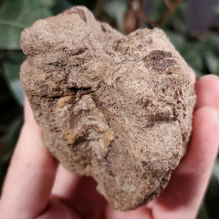 Dinosaur Tail Vertebrae A